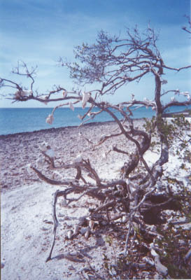 aruba03