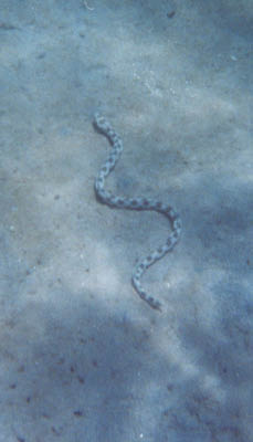 serpedacqua